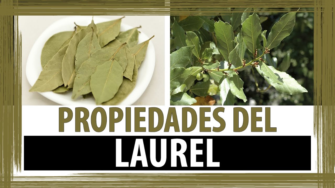 Agua de laurel para bajar de peso