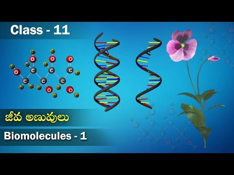 జీవ అణువులు  - Introduction to Biomolecules | Biomolecules | Class 11 Biology | Studious Telugu