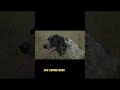The Most Loyal Dog in History The Heartbreaking Tale of Argos and Odysseus #loyaldogs #shortsvideo