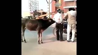 البقر في الهند ليه كل الحريه