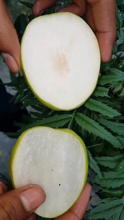 BER KUL CUTTING #shorts #shortsvideo #yt #ytshorts #viral #berkul #kul #fruit #food #panchananfood