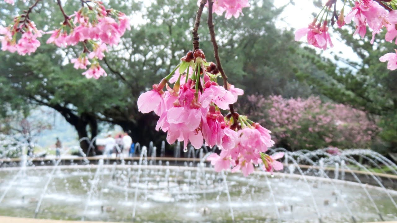 20260302陽明山漫漫走