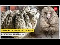 'Baarack' finally gets a haircut: Wild sheep with 35 kg coat of wool rescued in Australia