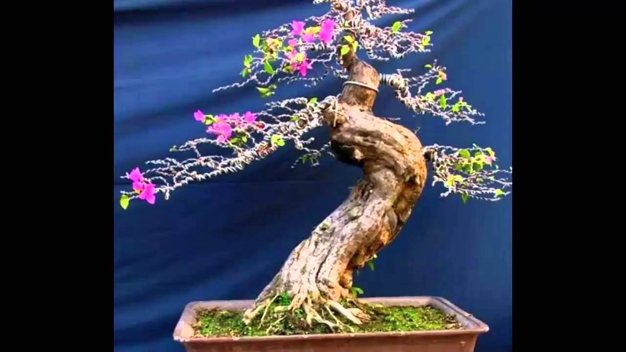 Thỏa sức sáng tạo với Cây bông giấy bonsai đẹp mẫu cây trang trí ...