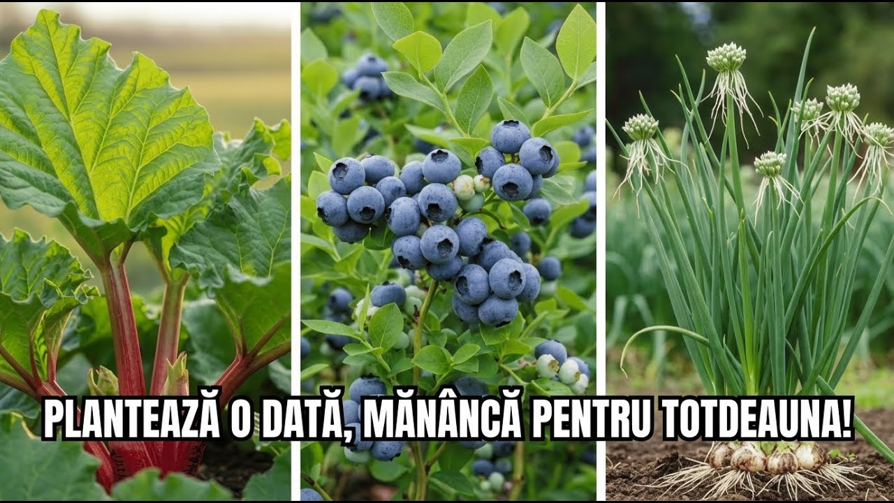 Plantează Aceste 9 Culturi Perene O DATĂ… și Recoltează Pentru Totdeauna!