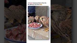 A kestrel suddenly built its nest on my balcony and Then #shorts #animals #rescue #pets #birds