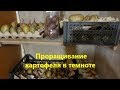 Проращивание картофеля в темноте.