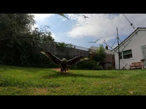 9 Red Kites Swooping