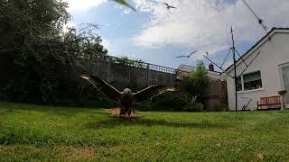 9 Red Kites Swooping