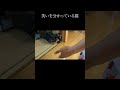 笑いを分かっている猫 ショート #保護猫 #猫 #猫のいる暮らし