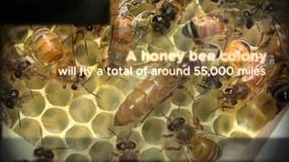 Chula Vista, CA Pest Control - Common Household Bugs & Pests Facts