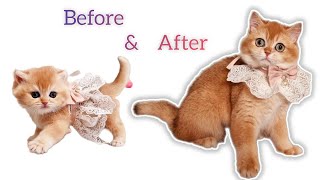 ✔ HOW Baby Kitten Pinky GROW Up: 06 Months!  BEFORE & AFTER