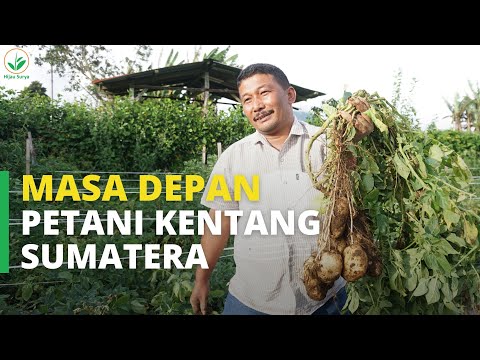 Rugi Terus, Akhirnya Petani Kentang Sumatera Punya HARAPAN – Cerita Asli Penangkar