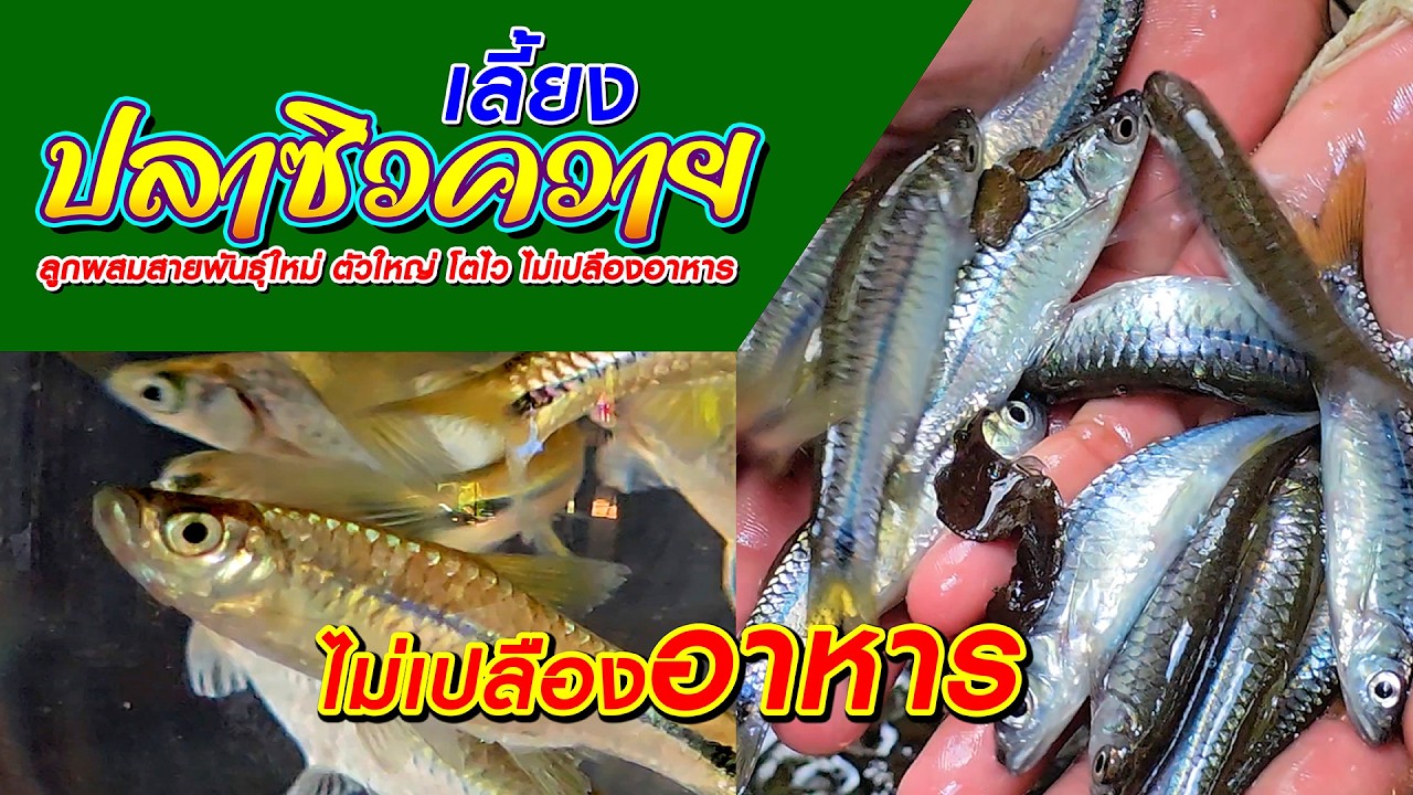 เลี้ยงปลาซิวควาย ลูกผสมสายพันธุ์ใหม่ ตัวใหญ่ โตไว ไม่เปลืองอาหาร