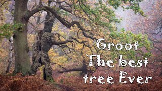 Groot The best tree Ever - Cannock Chase