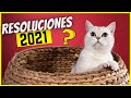 Resoluciones para los dueños de gatos - 5 cosas que debes hacer mejor en el 2021!