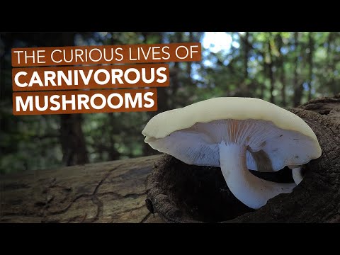 Video: Carnivorous mushrooms. What mushrooms are called carnivores?