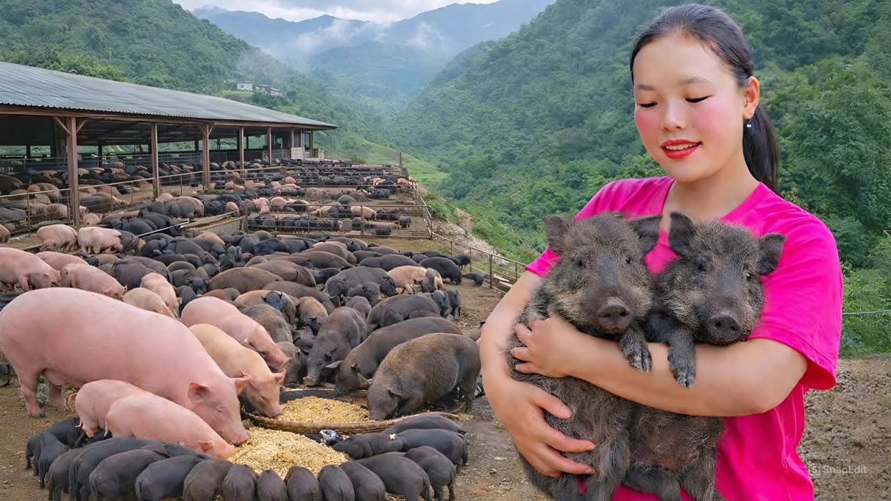 How to Take Care of 100 Pigs on a Farm - Daily Life in the Forest | Trieu Mai Huong