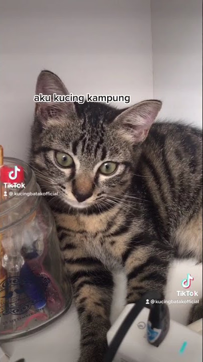 Kucing Kampung Jadi Gembul