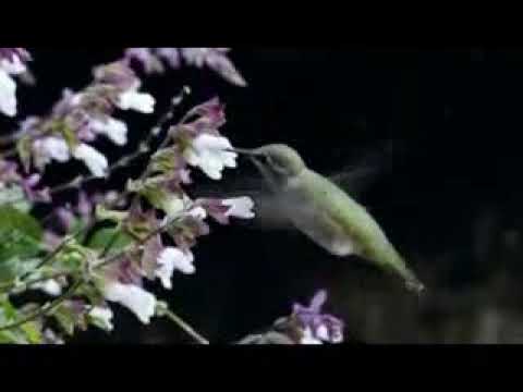 په وړو وړو مرغیو تباشو لښکر د ابرها Pashto Best Naat 