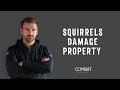 Grey squirrels entering your home can seriously damage the structure. Here’s how.....