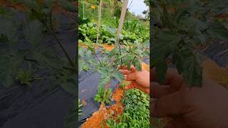 Easy way to grow tomatoes #shorts #tomato