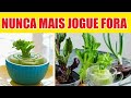 6 VEGETAIS de supermercado que REBROTAM FÁCIL