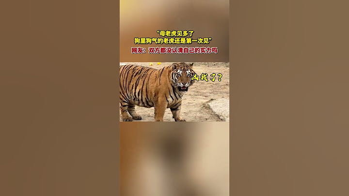 “母老虎见多了，狗里狗气的老虎还是第一次见”，网友：双方都没认清自己的实力吗🤣🤣 #funny #搞笑 #shorts