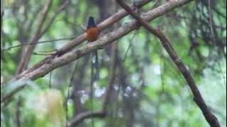 White Rumped Shama Singing bird at Valley School Bangalore