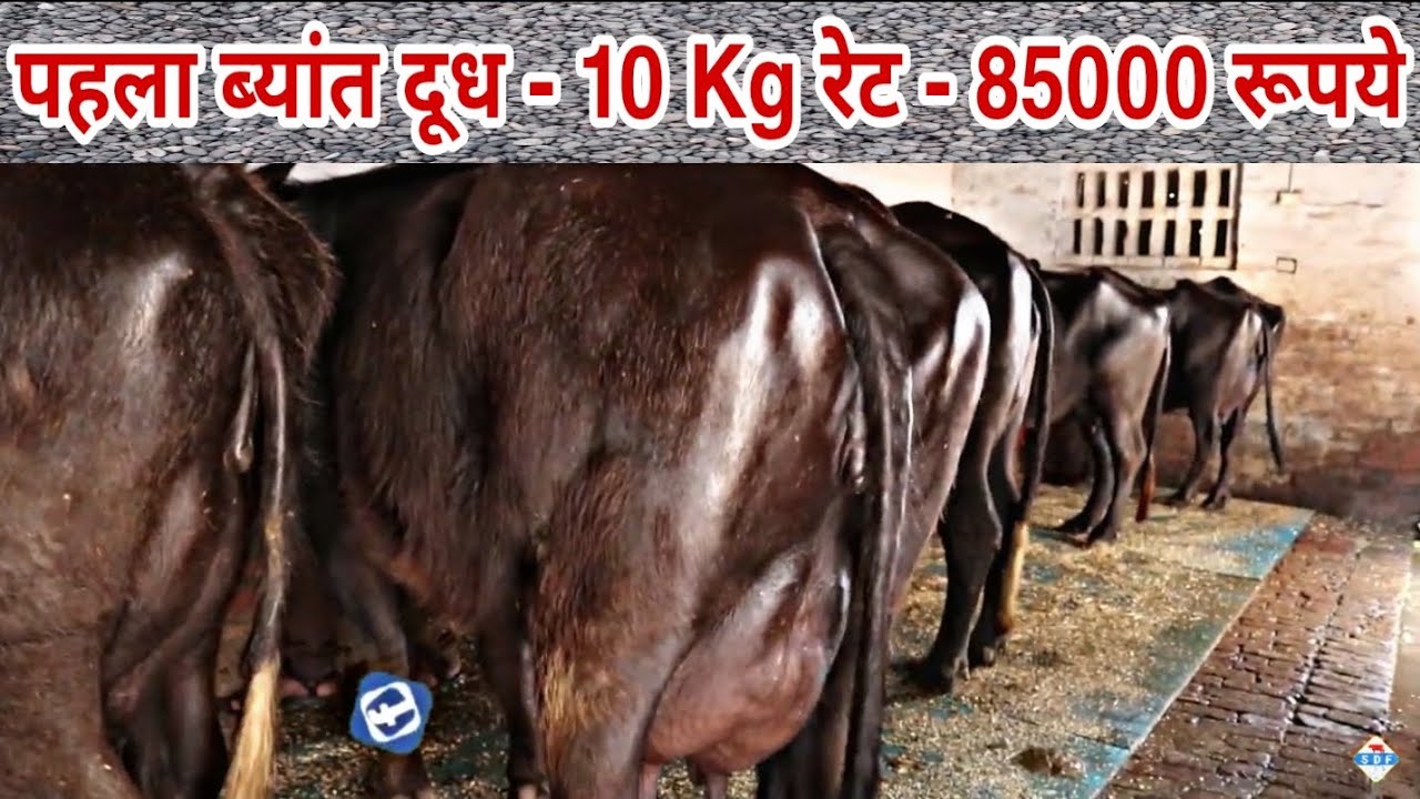 10 to 20 liter Milk Capacity Buffaloes at a Dairy Farm. District-Hisar ...