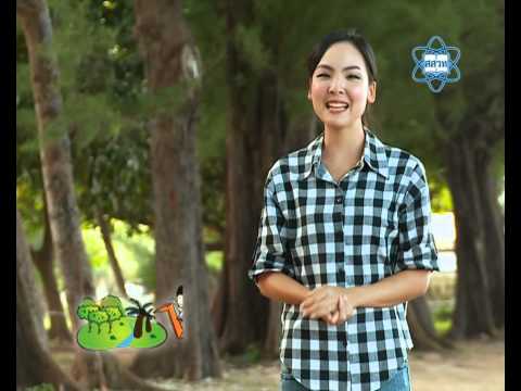 ตอน ป่าชายเลนมีความสำคัญอย่างไร