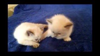 Продаются котята Ragdoll (кошка-кукла) Продаются котята Ragdoll (кошка-кукла)