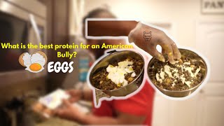 Best protein for American Bully #americanbully EGGS!!!