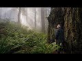 Photographing dramatic light in the redwoods