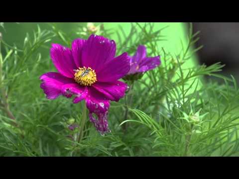 Perkplanten - Tuinieren met Hendrik Jan de Tuinman