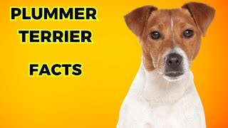 Plummer Terrier  Top 10 Facts