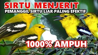 Suara Pikat Burung Kecil Paling Ampuh buat mikat sirtu susah turun