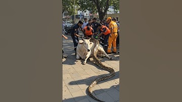 Rescue Cow from a massive Python #wildlife #rescueefforts #animals #shorts