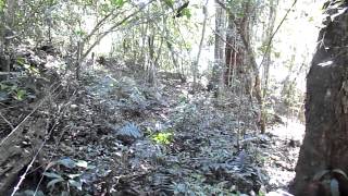 Tiê-Do-Mato-Grosso Habia Rubica