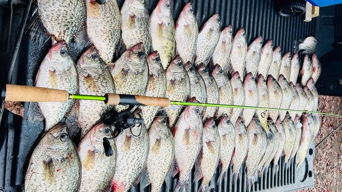 HAVE YOU EVER SEEN THIS BEFORE⁉️ MONSTER Creek CRAPPIE With Jig & Bobber!!  