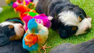 Bernese Mountain Dog puppy’s BMD  #bernesedog #бернскийзенненхунд #bernesepuppy #bernerlovers