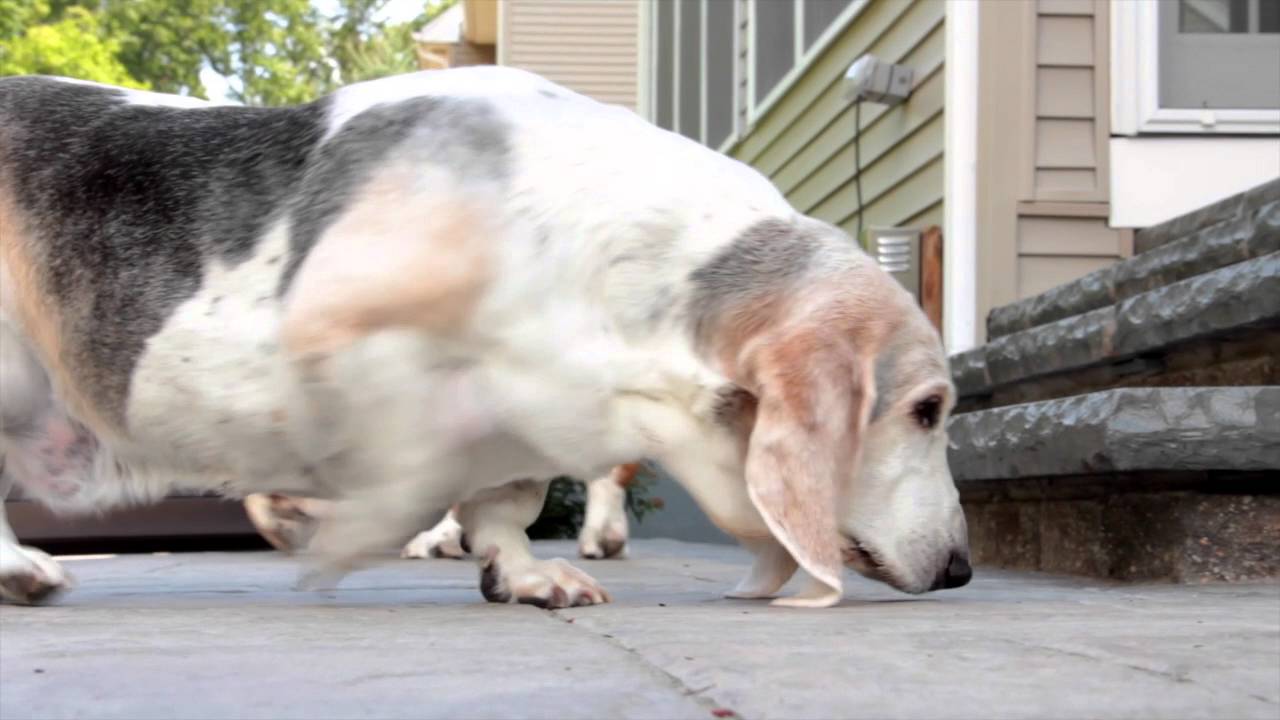 Pet Assist Pet Waste Cleanup