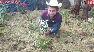 😀Regamos las flores que adornan nuestro hermoso jardín 🌷🌹🌻🌺