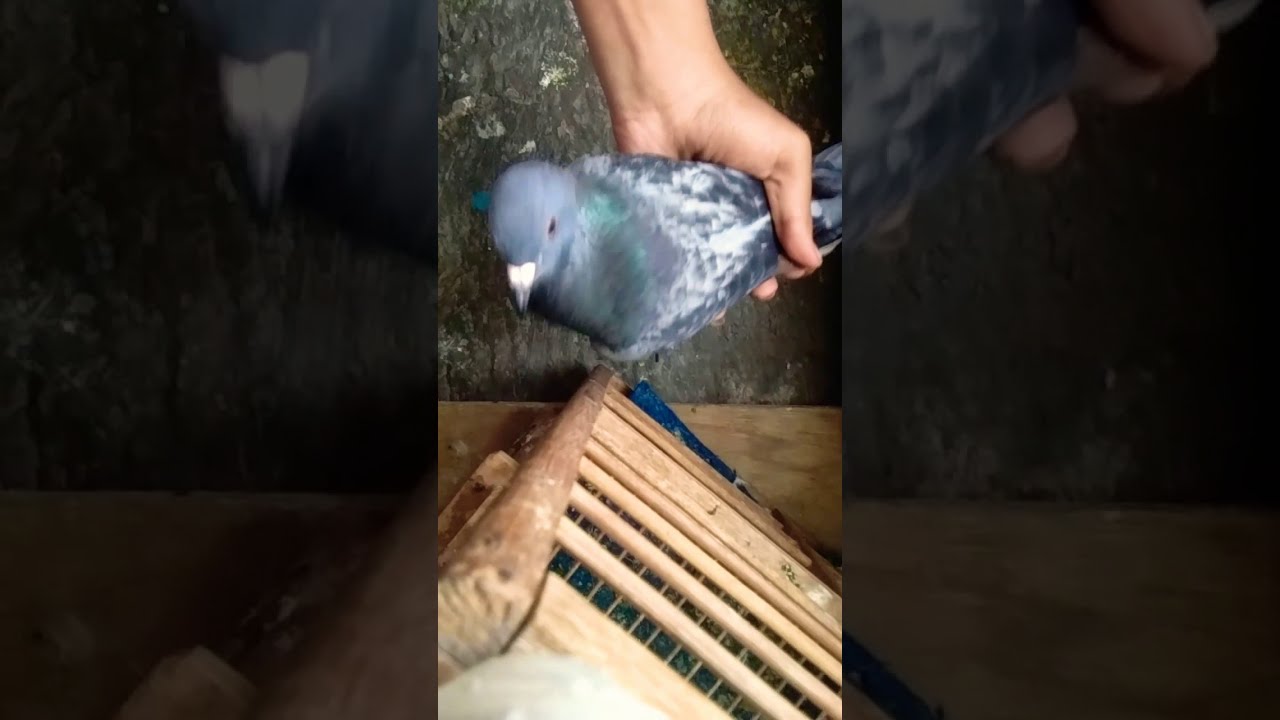 CARA MEMILIH MERPATI YANG TINGGI 