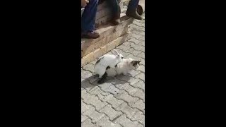 Tavsan Ile Kedi Citflesmesi Rabbit Cat Love Youtube