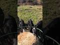 Feeding the Steers