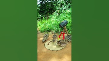 Creative DIY Trap Technique - quick bird trap #shorts