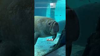 Why You Must NEVER Touch a Manatee #shorts