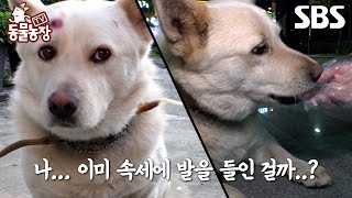 [예고] 당신의 개는 고기를 선택하였습니다 속세의 맛을 알아버린 보광사 마스코트 보람이🤤 | TV 동물농장 | SBS