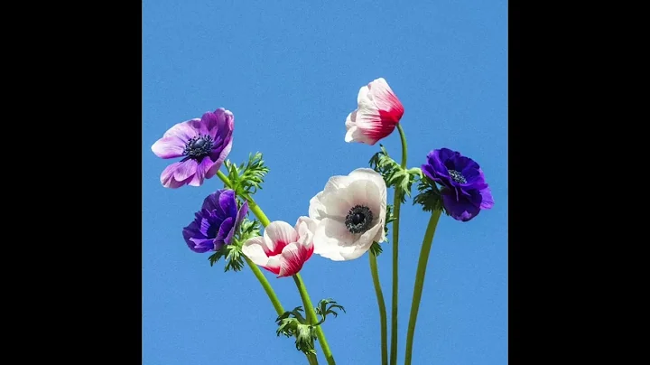 [Free] Mac Miller x Kota The Friend Lofi Type Beat - "Endear"